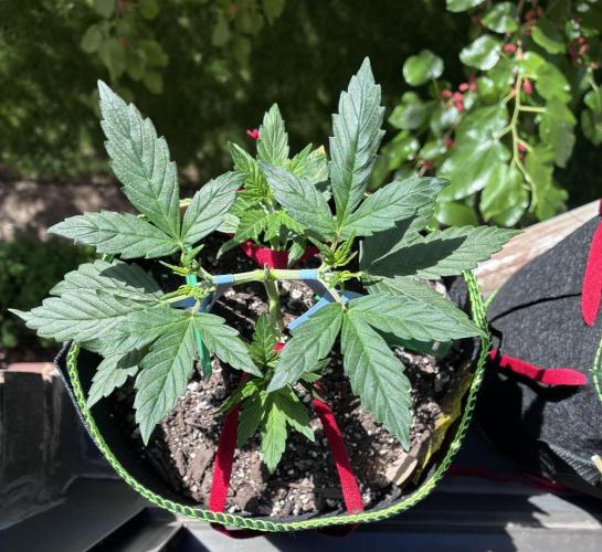 Blue Dream Auto - Holi Moli Seeds. Week 4 - Post LST