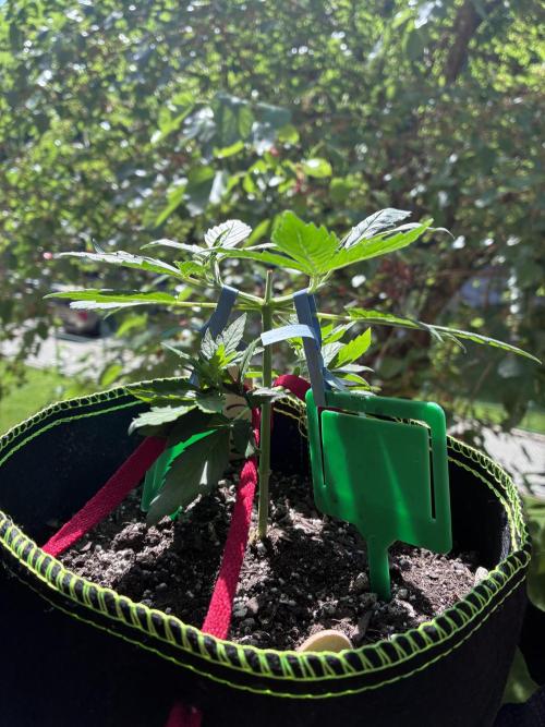 Blue Dream Auto - Holi Moli Seeds. Week 4