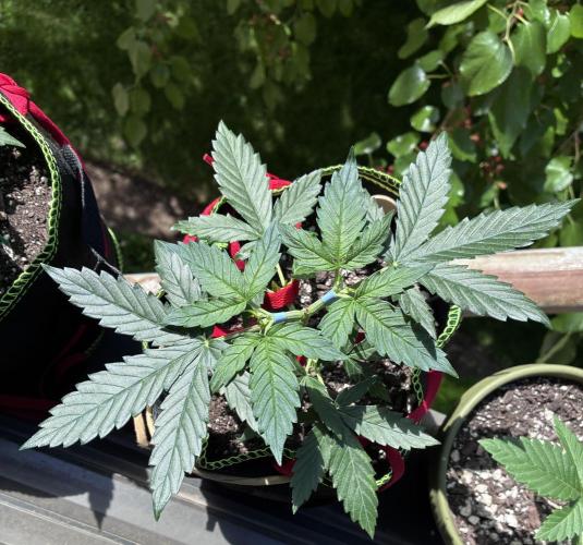 Blueberry Auto - Holi Moli Seeds. Week 4 - Post LST