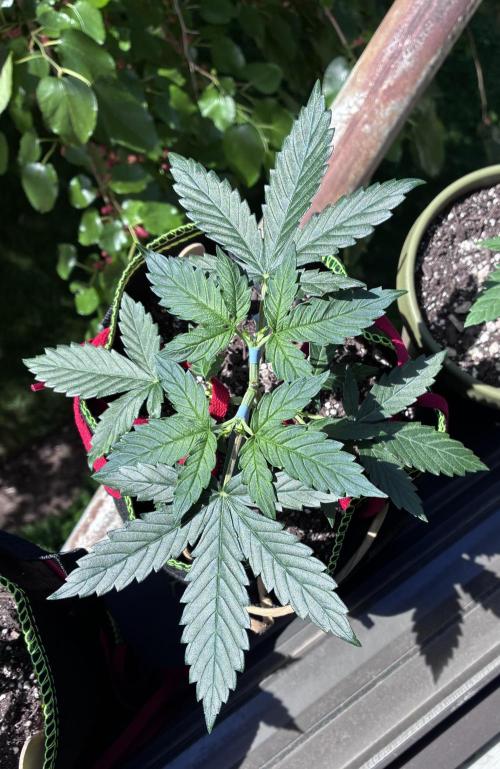 Blueberry Auto - Holi Moli Seeds. Week 4 - Post LST