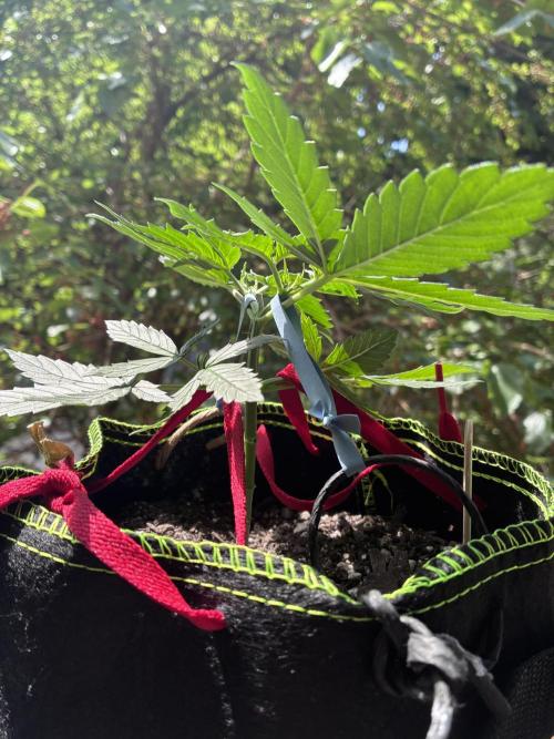 Blueberry Auto - Holi Moli Seeds. Week 4 - Post LST