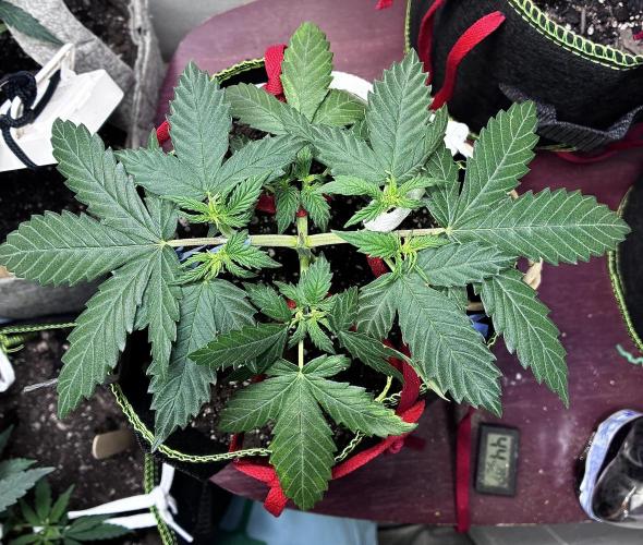 Blueberry Auto - Holi Moli Seeds. Week 5