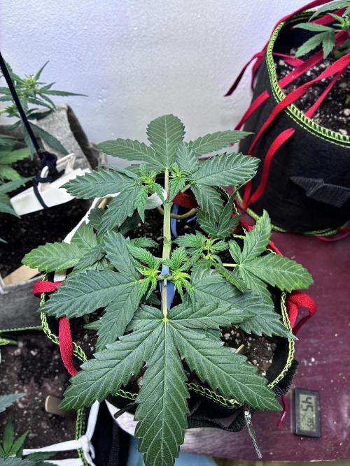 Blueberry Auto - Holi Moli Seeds. Week 5