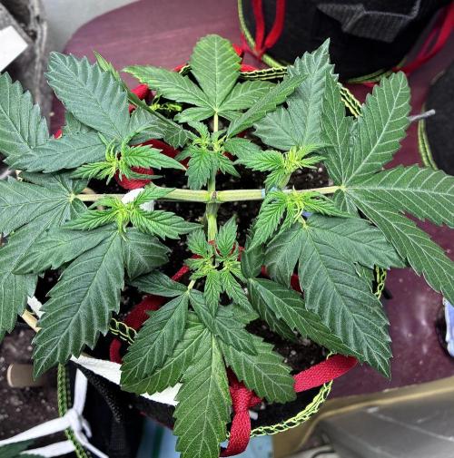 Blueberry Auto - Holi Moli Seeds. Week 5