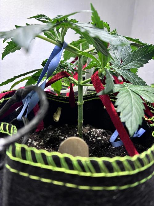 Blueberry Auto - Holi Moli Seeds. Week 5