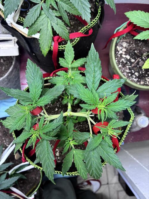 Blue Dream Auto - Holi Moli Seeds. Week 5