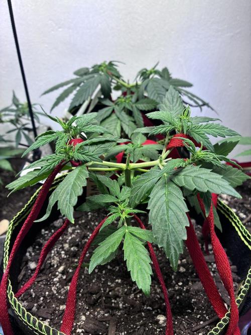 Blue Dream Auto - Holi Moli Seeds. Week 5
