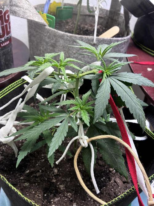 Maui Waui - Holi Moli Seeds. Week 5