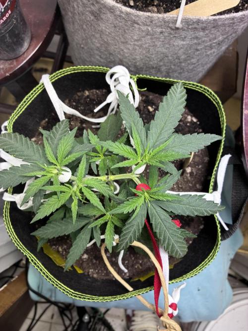 Maui Waui - Holi Moli Seeds. Week 5