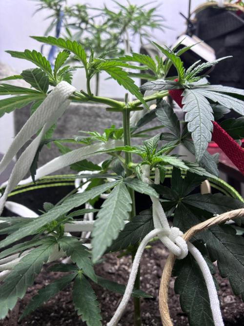 Maui Waui - Holi Moli Seeds. Week 5