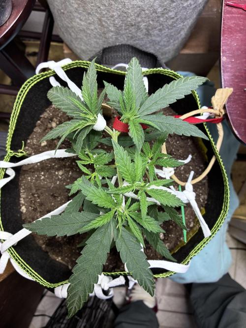 Maui Waui - Holi Moli Seeds. Week 5