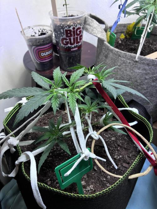 Maui Waui - Holi Moli Seeds. Week 5