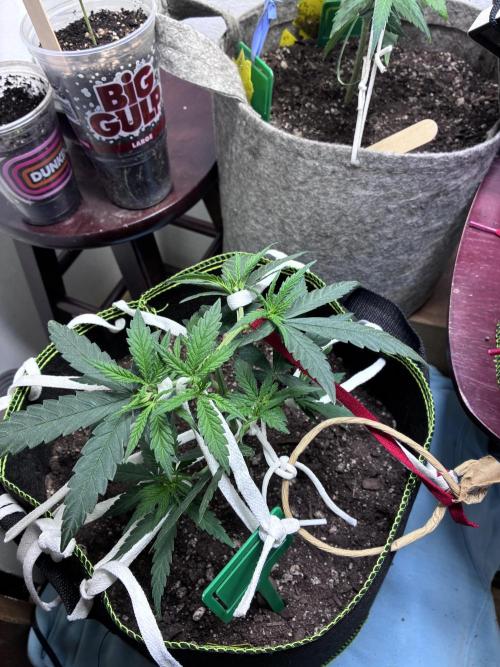 Maui Waui - Holi Moli Seeds. Week 5