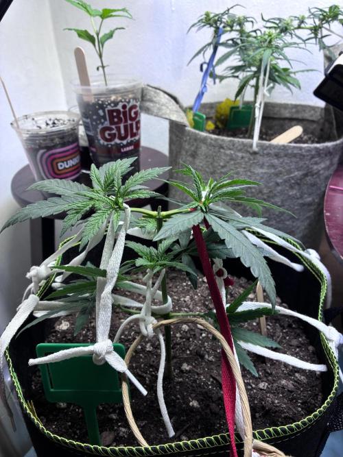 Maui Waui - Holi Moli Seeds. Week 5