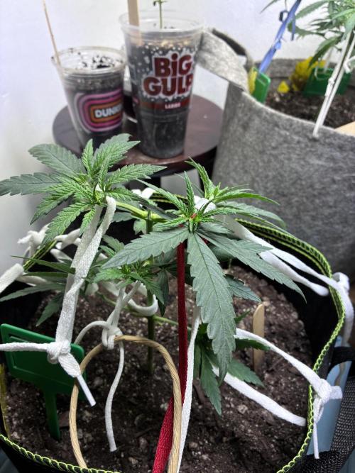 Maui Waui - Holi Moli Seeds. Week 5