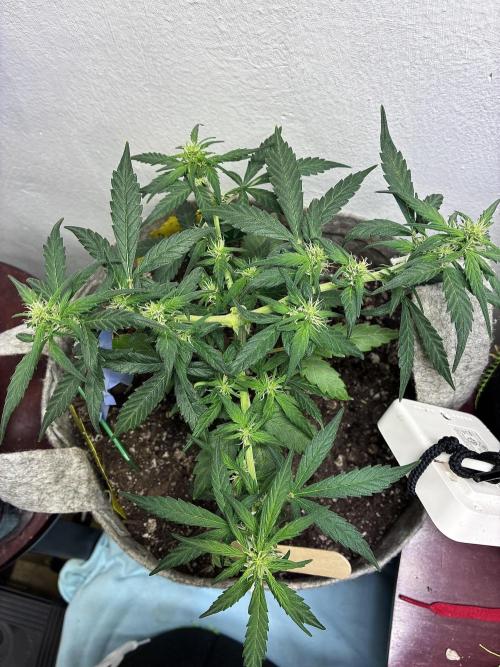 Platinum OG - Holi Moli Seeds. Week 8