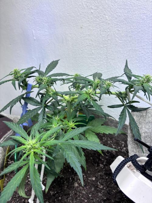 Platinum OG - Holi Moli Seeds. Week 8
