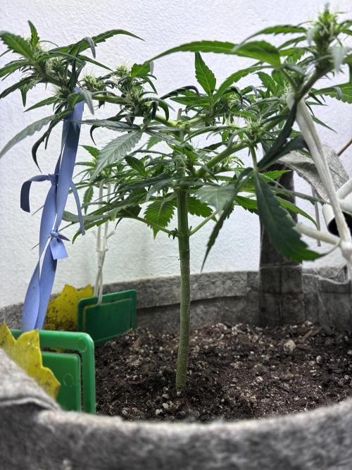 Platinum OG - Holi Moli Seeds. Week 8