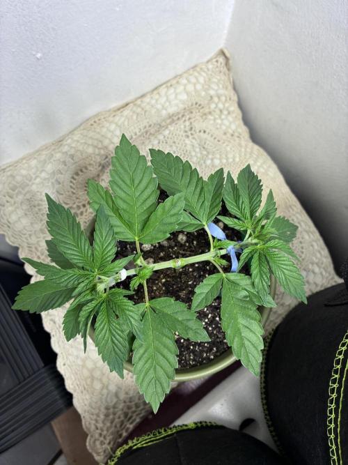 White Widow - Holi Moli Seeds. Week 4