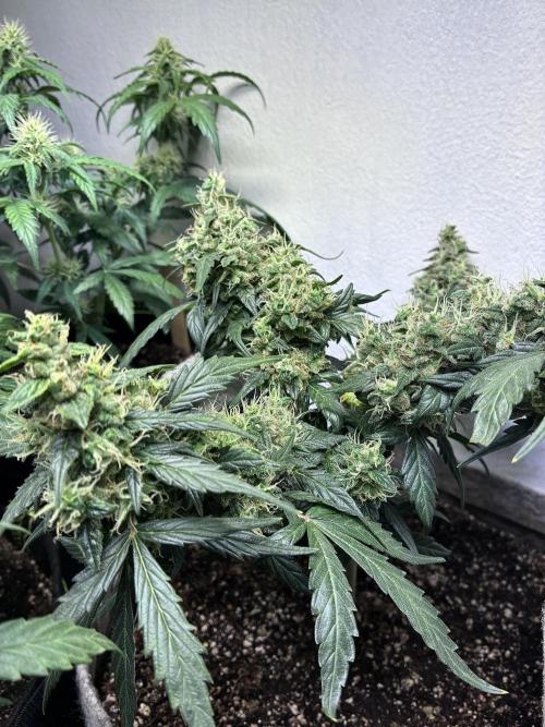 Platinum OG - Holi Moli Seeds. Week 12