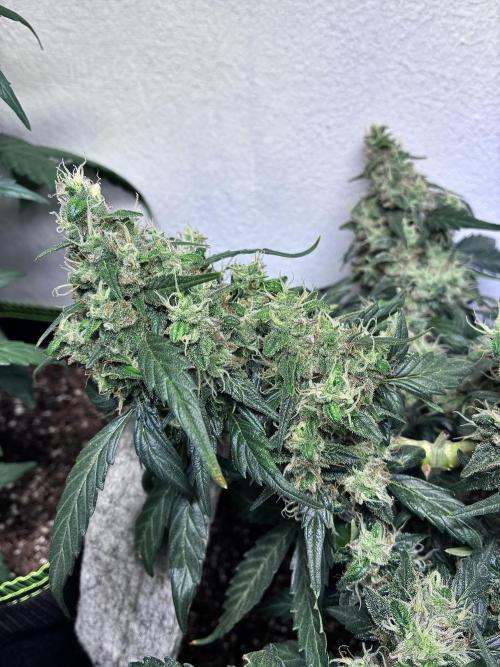 Platinum OG - Holi Moli Seeds. Week 12