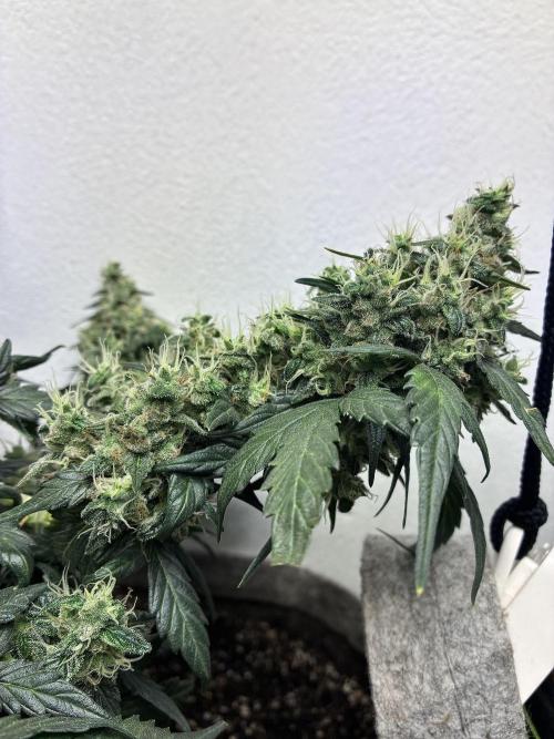 Platinum OG - Holi Moli Seeds. Week 12