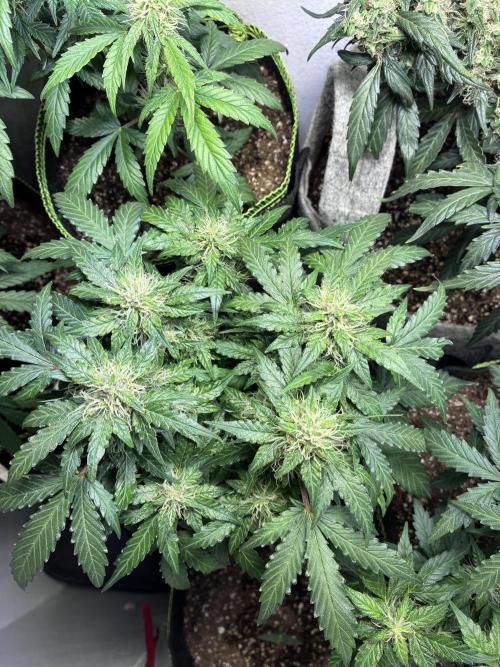 Blueberry Auto. Week 9