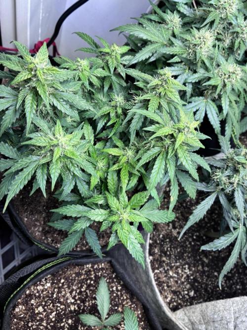 Blue Dream Auto - Holi Moli Seeds. Week 10