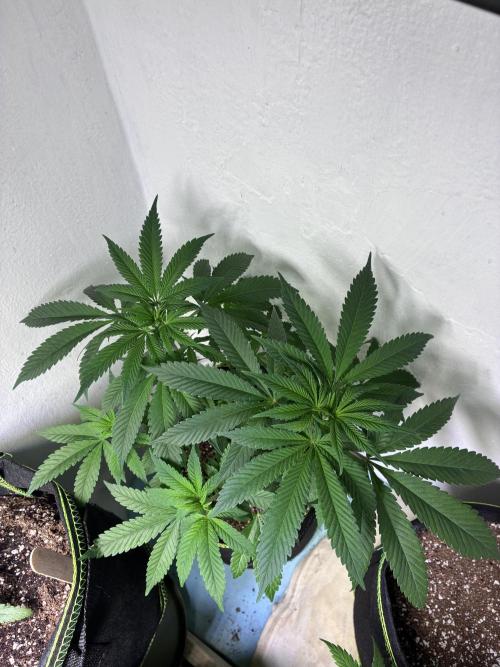 Grow Tent 4.5x2x6.5 (70cm x 140cm x200cm). Week 8