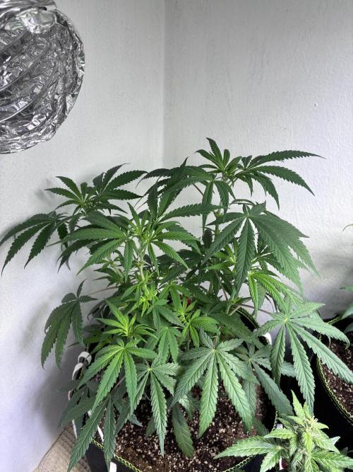 Maui Waui. Week 10