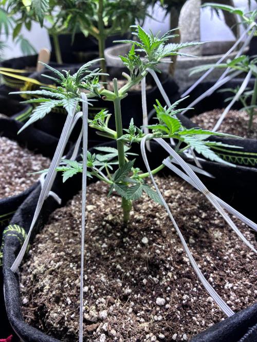 Blue Dream Auto. Week 4