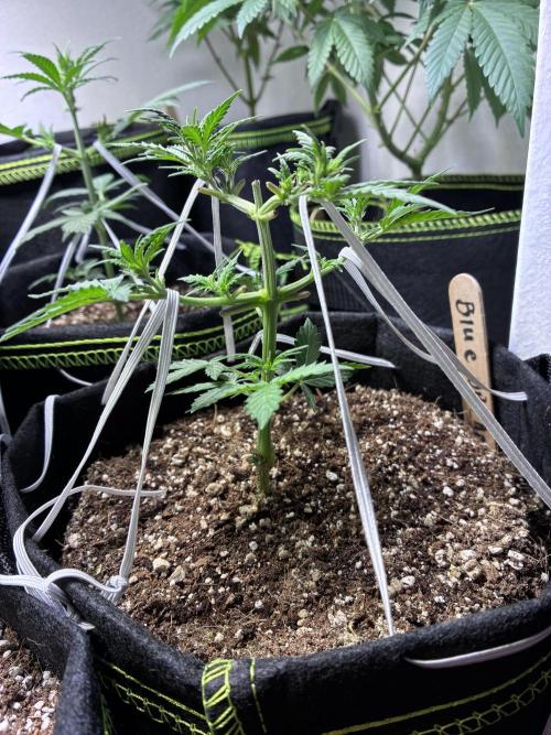 Blue Dream Auto. Week 4