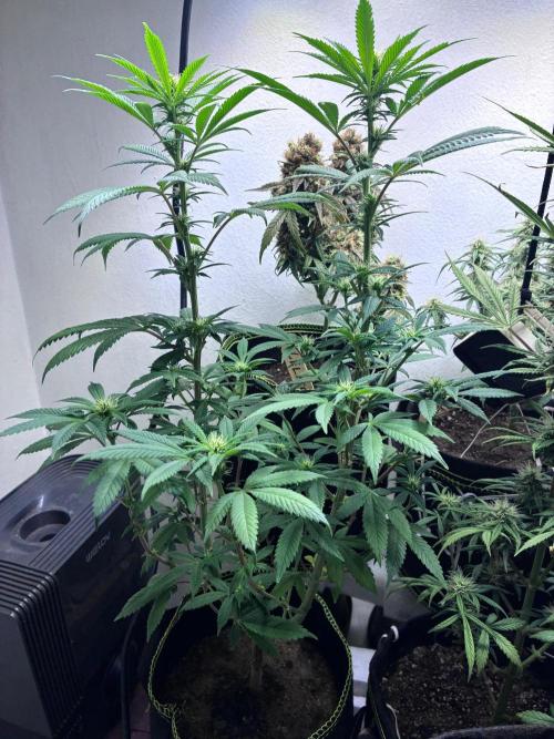 White Widow - Holi Moli Seeds. Week 13