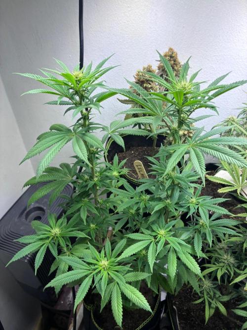 White Widow - Holi Moli Seeds. Week 13