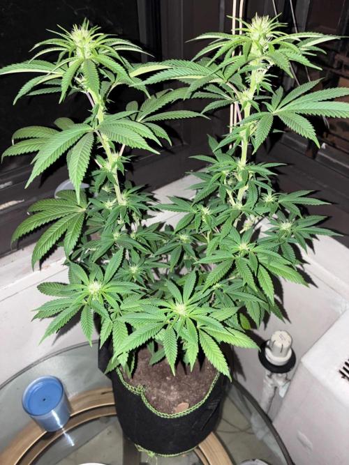 White Widow - Holi Moli Seeds. Week 13