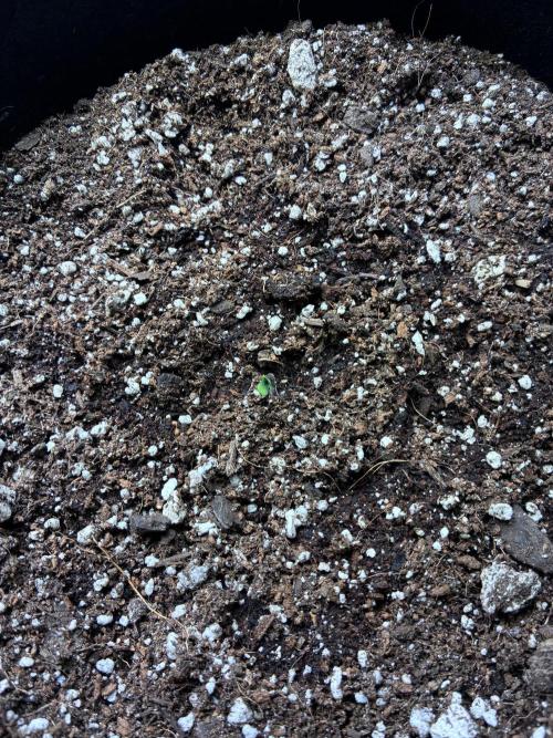 Maui Waui - Holi Moli Seeds. Week 1