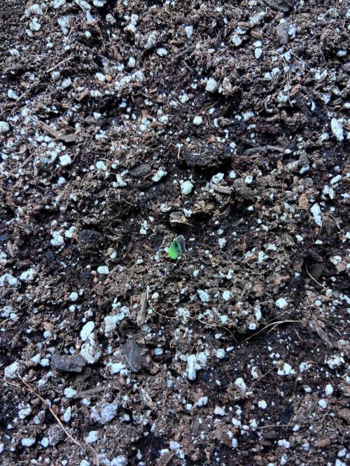 Maui Waui - Holi Moli Seeds. Week 1