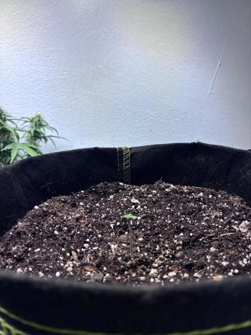 Granddaddy Purple Auto - Holi Moli Seeds. Week 1