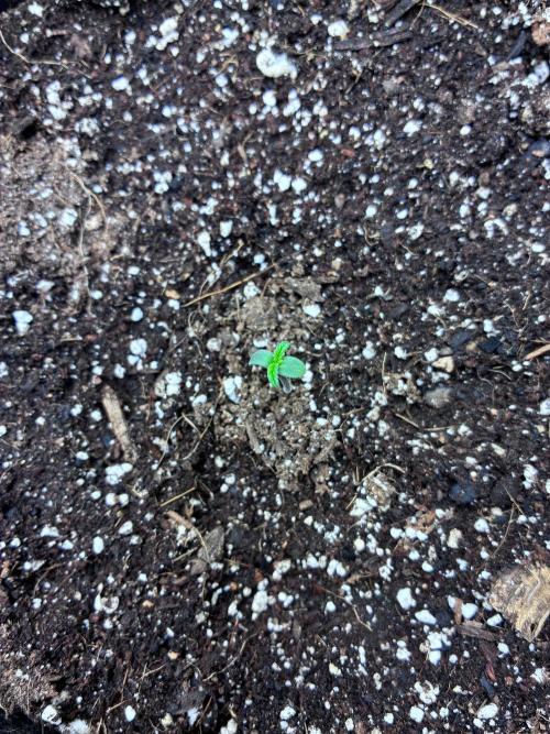 Granddaddy Purple Auto - Holi Moli Seeds. Week 1