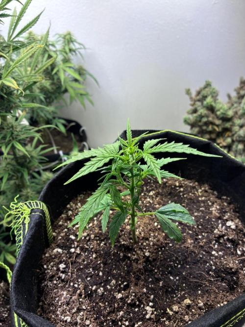 Granddaddy Purple Auto - Holi Moli Seeds. Week 2