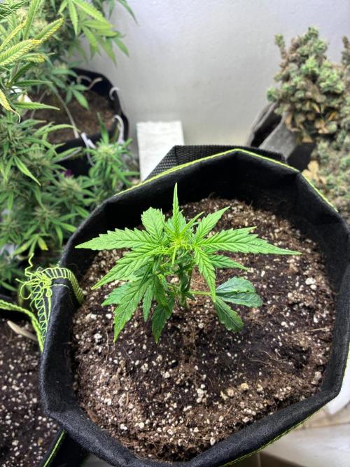Granddaddy Purple Auto - Holi Moli Seeds. Week 2