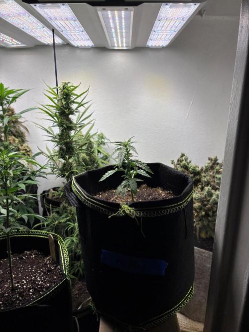 Granddaddy Purple Auto - Holi Moli Seeds. Week 2