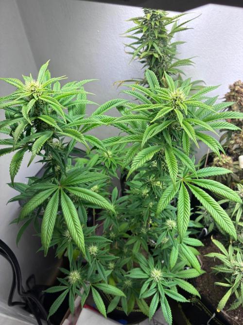 White Widow - Holi Moli Seeds. Week 14
