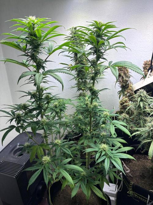 White Widow - Holi Moli Seeds. Week 14