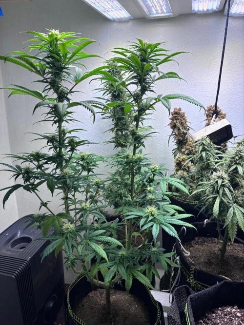 White Widow - Holi Moli Seeds. Week 14