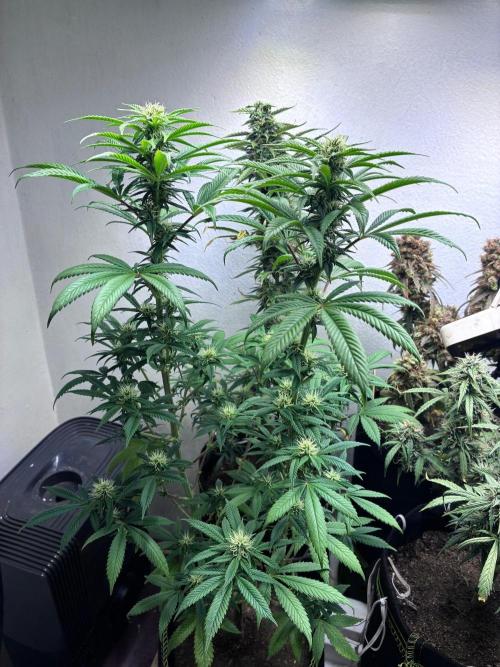 White Widow - Holi Moli Seeds. Week 14