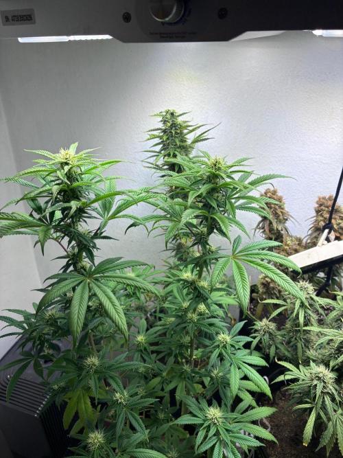 White Widow - Holi Moli Seeds. Week 14