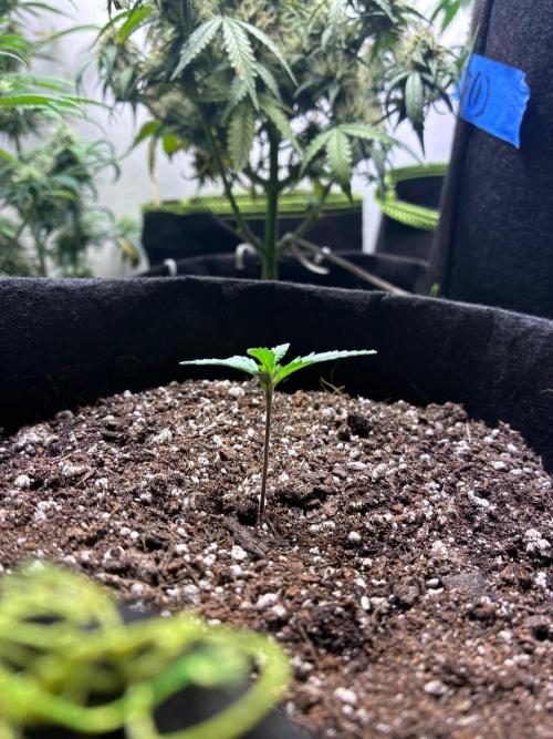 Maui Waui - Holi Moli Seeds. Week 2
