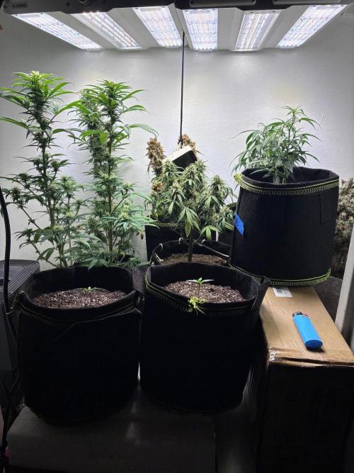 Maui Waui - Holi Moli Seeds. Week 2