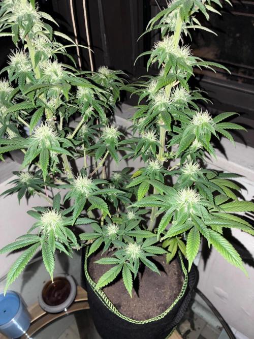 White Widow - Holi Moli Seeds. Week 15